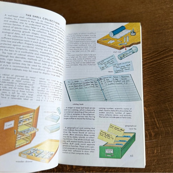 Seashells of North America A Guide to Field Identification - Picture 6 of 11